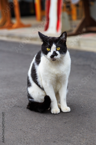 black and white cat on the street.