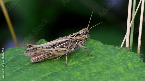 Wallpaper Mural Meadow Grasshopper, Chorthippus parallelus in habitat Torontodigital.ca