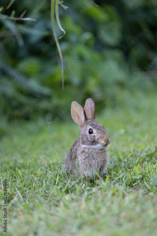 Fototapeta premium Baby rabbit eating grass on a farm