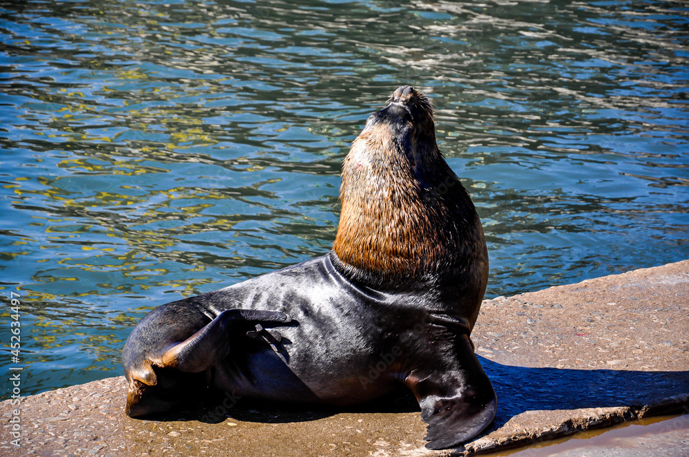 Fototapeta premium A sea lion - Otaria Flavescens - resting on the dock of Mar del Plata's Port