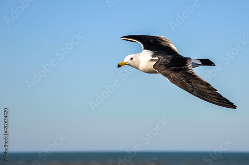 Seagull - Larus Atlanticus- flying over the city of Mar del Plata photo
