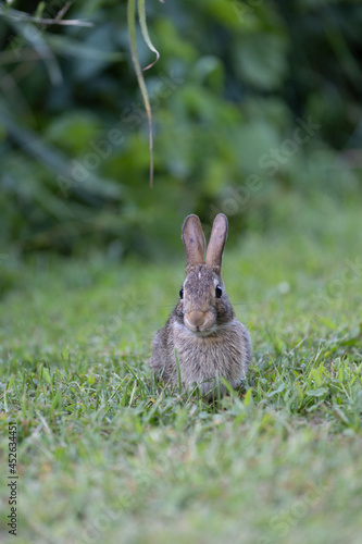 Baby rabbit eating grass on a farm © James