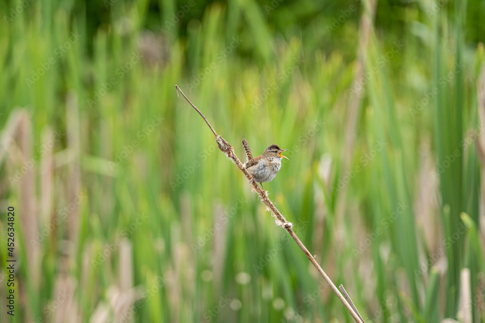 one cute wren bird singing on the thin twig among the tall grasses in the wetland. one cute wren bird singing on the thin twig among the tall grasses in the wetland.