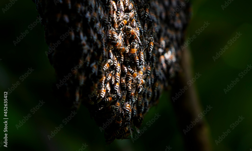 close up of bee on honeycomb close up of bee on honeycomb