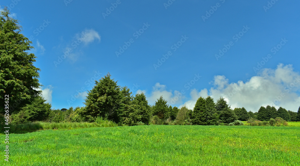 Obraz premium Pinos y cielo axul