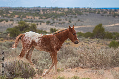 Photography wild horse in the field