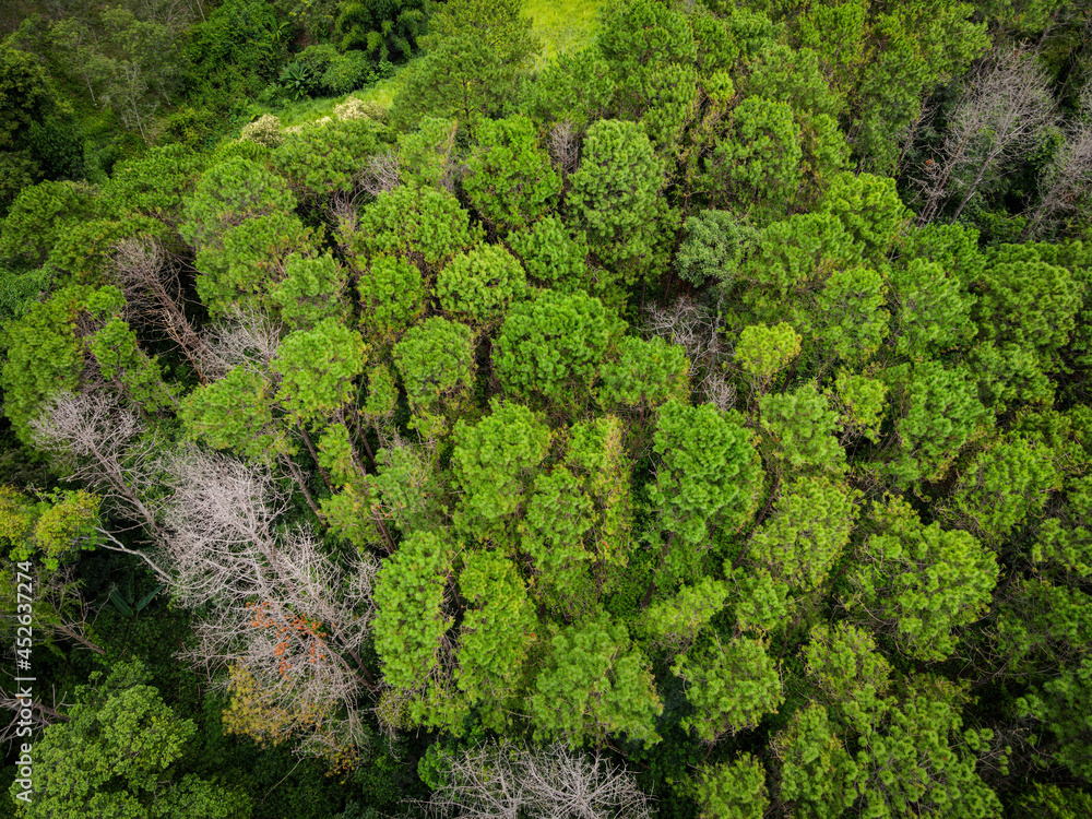 Aerial view forest tree environment forest nature background, Texture of green tree top view forest from above landscape bird eye view pine forest asian