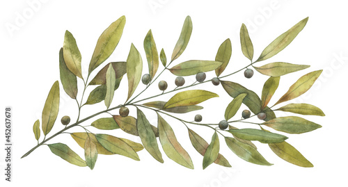 Young olive branch, hand drawn watercolor tree branch with leaves isolated on white background.