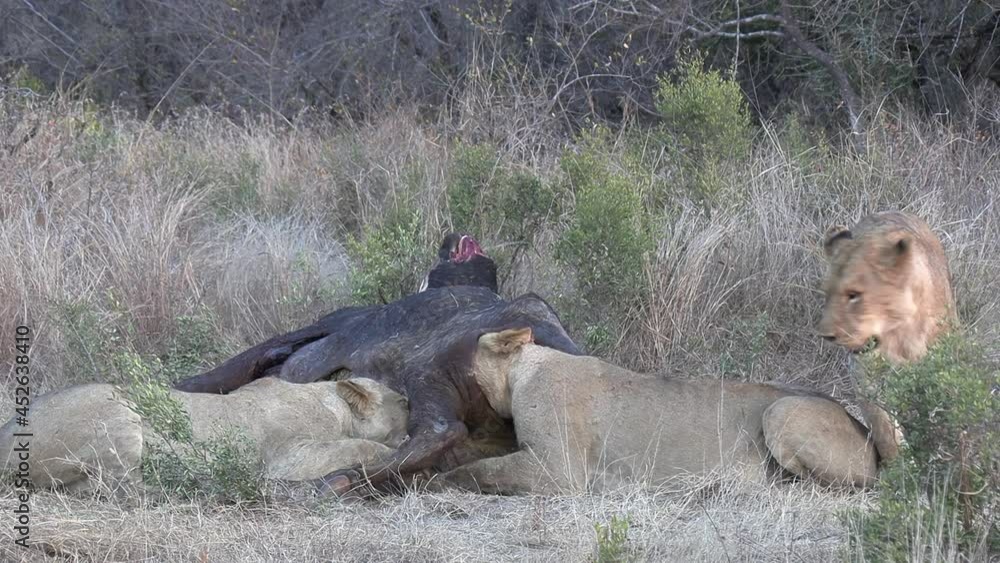 A pride of lions feeding together on a buffalo in The Greater Kruger National Park, Africa. A pride of lions feeding together on a buffalo in The Greater Kruger National Park, Africa.