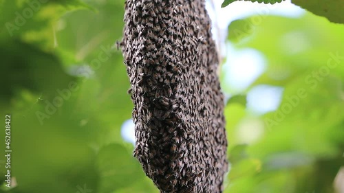  close up of bee on honeycomb