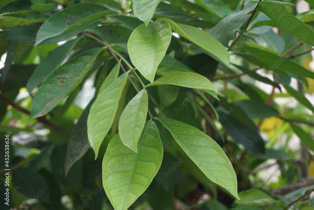 Plakat Green Bay leaf leaves hanging on the tree. Bay leaf is one of herbs and use for cooking. Indonesian call it daun salam