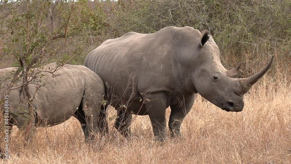 A Southern White Rhino with her calf standing in the tall dry grass in Africa.
A Southern White Rhino with her calf standing in the tall dry grass in Africa.
