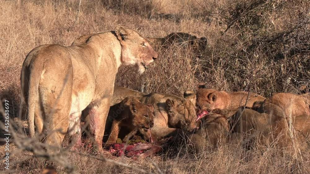 A lioness stands watch over her cubs as they feed on a carcass. A lioness stands watch over her cubs as they feed on a carcass.