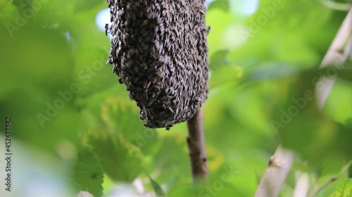  close up of bee on honeycomb