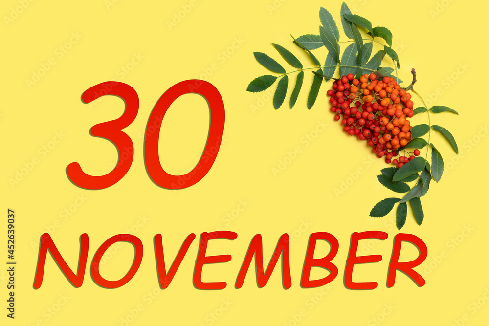 Fototapeta premium Rowan branch with red and orange berries and green leaves and date of 30 november on a yellow background.