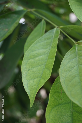 Green Bay leaf leaves hanging on the tree. Bay leaf is one of herbs and use for cooking. Indonesian call it daun salam