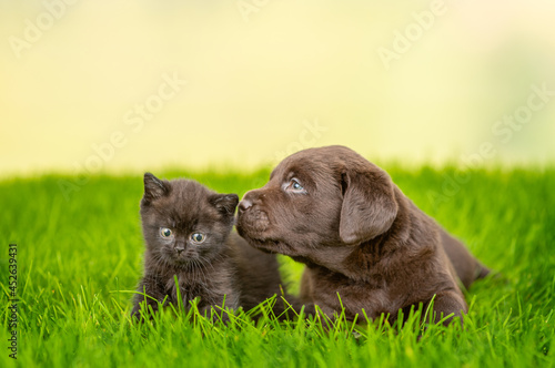 Chocolate Labrador Retriever puppy sniffs a cat on green summer grass