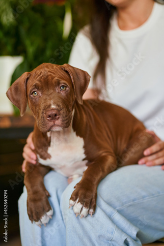 Closeup of cropped female with american pit bull terrier puppy lying on pet owner knees and looking at camera. Adorable fur baby and dog lover. Concept of emotional support animal during quarantine