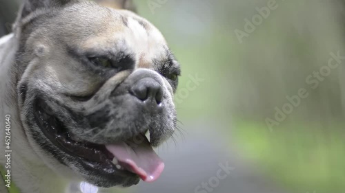 lovely french bulldog sticks out of the car window looking at the roadside.