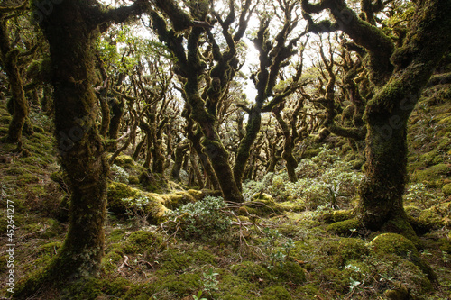 Beech forest and leatherwood  Neil Winchcombe Ridge  Tararua Range