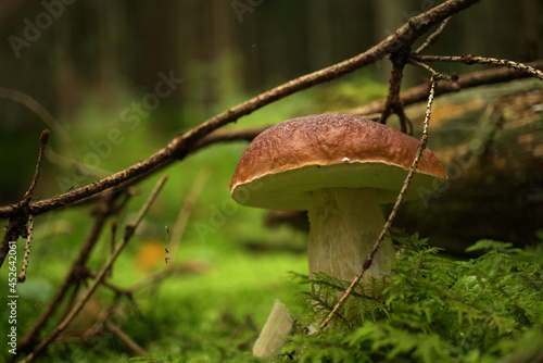 Wild Boletus Mushroom growing on lush green moss