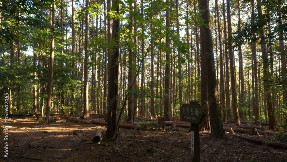 Pan, sign amongst forest of straight tree trunks, filtered light, Japan