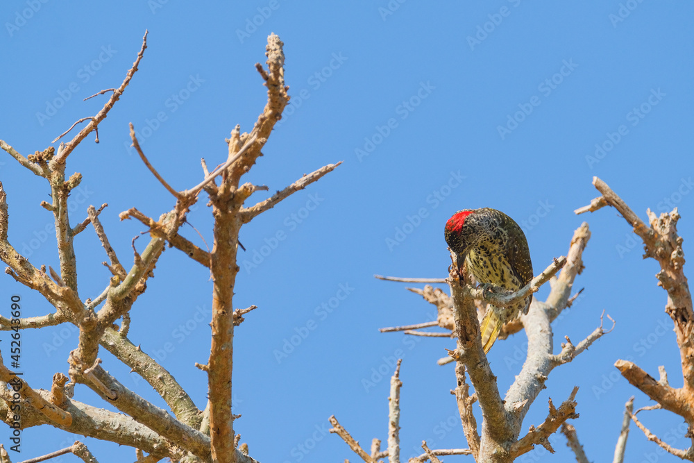 Green backed woodpecker perched in a tree Green backed woodpecker perched in a tree