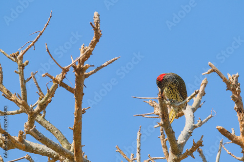 Green backed woodpecker perched in a tree photo