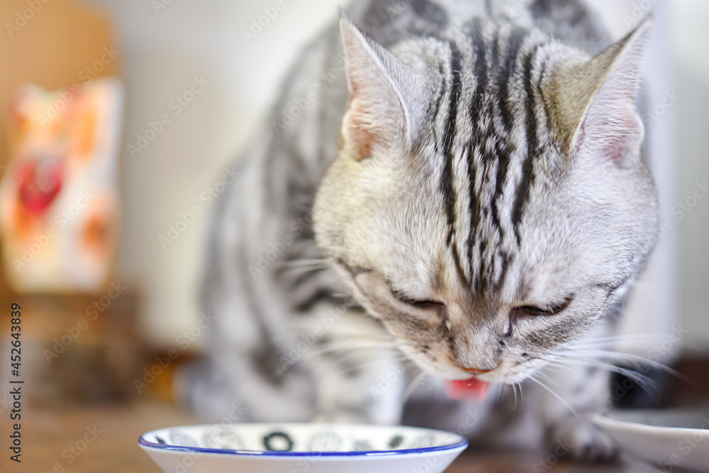 食事中の猫 Stock 写真 Adobe Stock