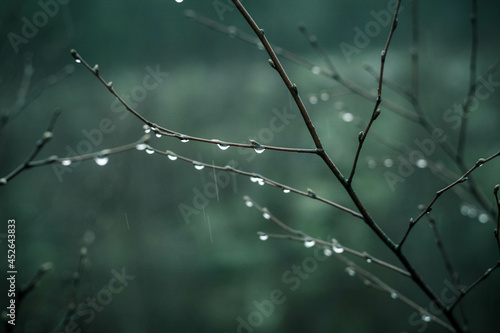 rain drops on the branches of a tree