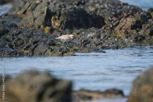 White fronted plover on the shores of South Africa