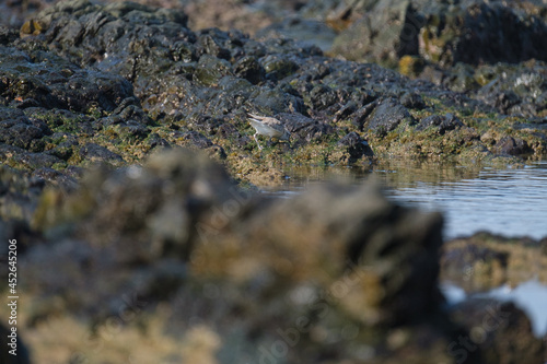 White fronted plover on the shores of South Africa