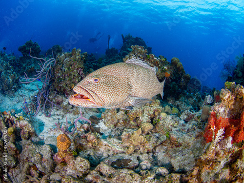 Tiger grouper in a coral reef (Grand Cayman, Cayman Islands)