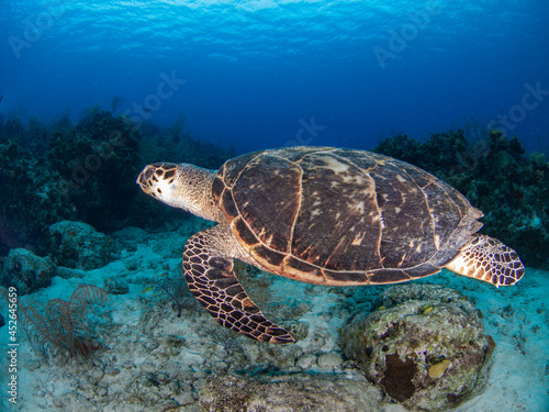 Hawksbill turtle swimming in a coral reef (Grand Cayman, Cayman Islands) © Mayumi.K.Photography