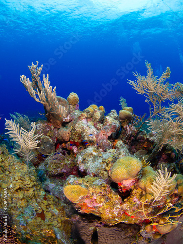Coral reef (Grand Cayman, Cayman Islands) photo
