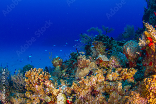 Coral reef and sand bottom (Grand Cayman, Cayman Islands)
