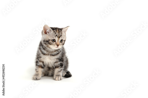 A gray purebred fluffy kitten sits on a white isolated background