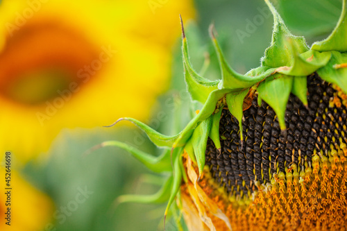 Cuadro en lienzo Seeds in wilted sunflower in the field in summer