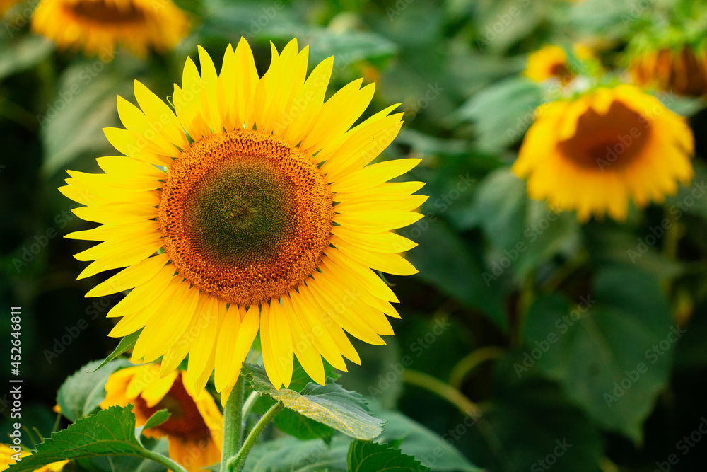 Fototapeta premium Sunflower on summer background.Selective focus.Sunflowers field background.close up of sunflower texture