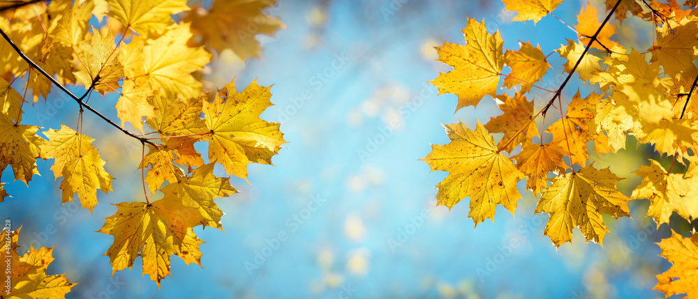 Autumn yellow maple leaves on a blurred forest background, very shallow focus. Colorful foliage in the autumn park. Excellent background on the theme of autumn. Panoramic view. Autumn yellow maple leaves on a blurred forest background, very shallow focus. Colorful foliage in the autumn park. Excellent background on the theme of autumn. Panoramic view.