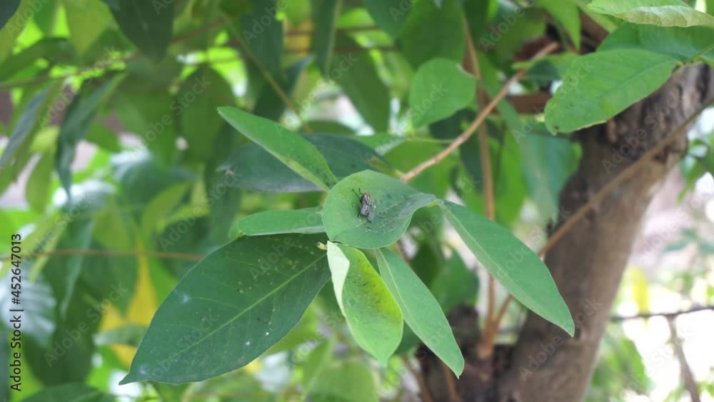 Green Bay leaf leaves hanging on the tree. Bay leaf is one of herbs and use for cooking. Indonesian call it daun salam