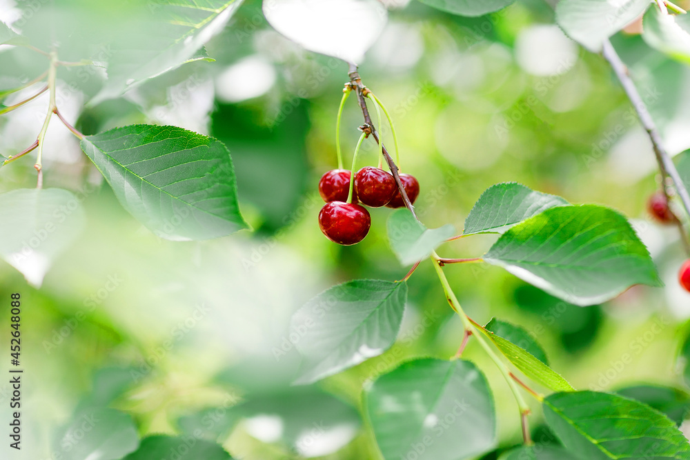 Sweet red cherries. Ripe red cherry berries on large old sweet cherry trees along country road. Cherry tree alley in summer.