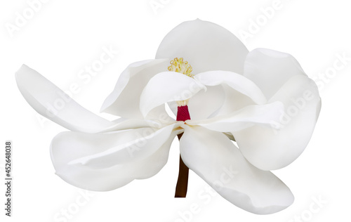 large one magnolia bloom isolated on white