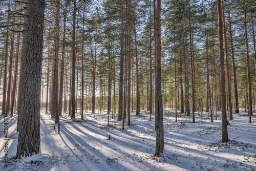 snow winter pine forest at low sunlight