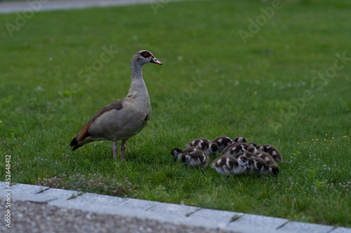 Fototapeta Female goose with her younglings in a park
