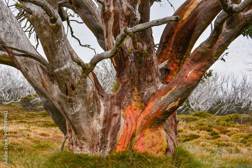 Big old snow gum