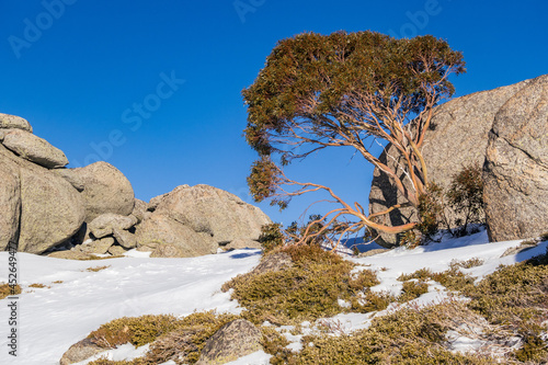 Snow gum growing from Boulder
