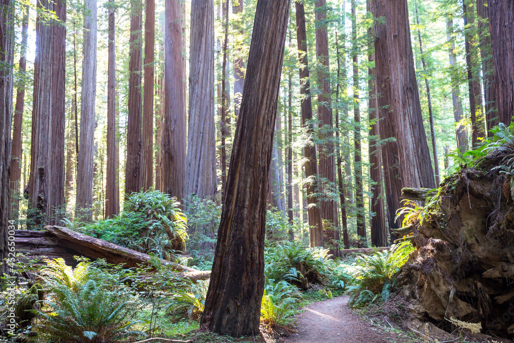 Obraz premium Summer forest