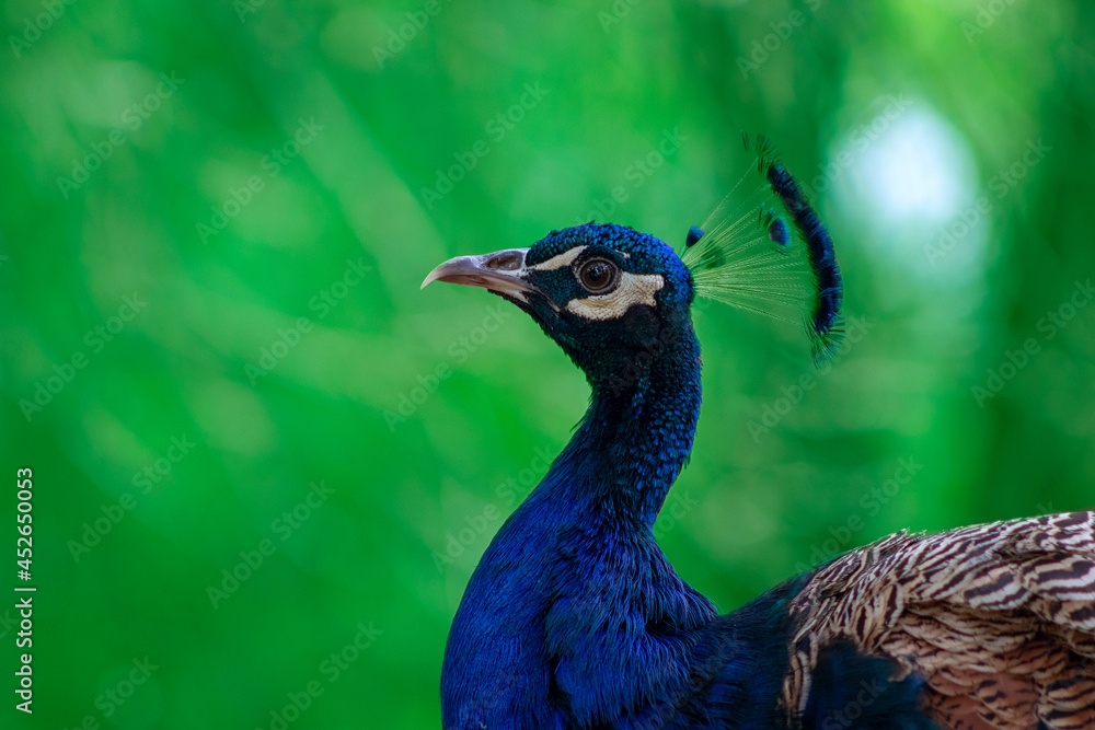 Close up of the cute peacock ( brightly bird ) on a green background Close up of the cute peacock ( brightly bird ) on a green background