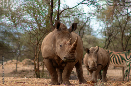 Wild african animals. Two  white Rhinos grazing in Etosha National park  Namibia.